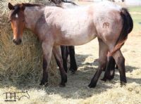 Leos Select MA's 2021 bay roan filly